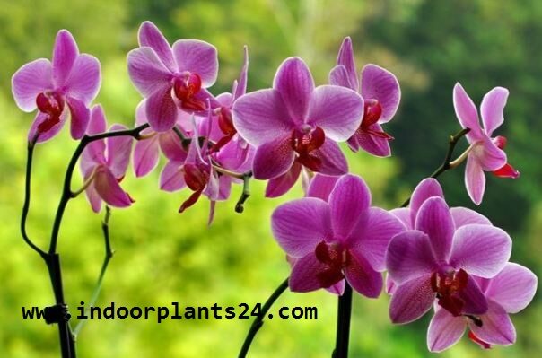 orchidaceae2bcattleya-7583599