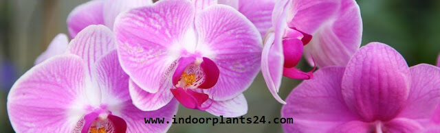 orchidaceae2bcattleya2bhouse2bplant-7734752