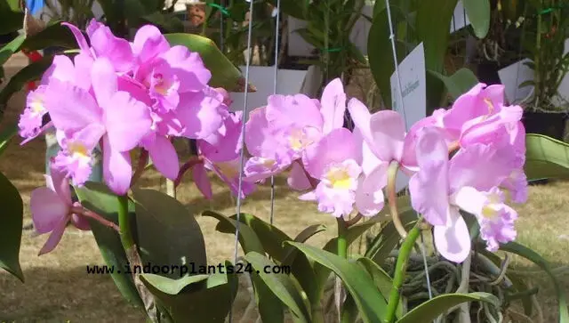 orchidaceae2bcattleya2bhouse2bplant2bimage-7528259