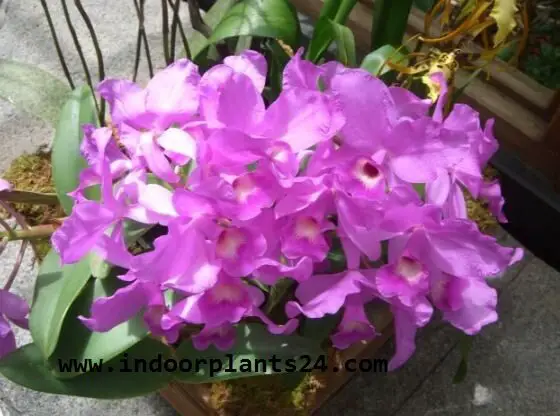 orchidaceae2bcattleya2bhouse2bplant2bpotted-2247109