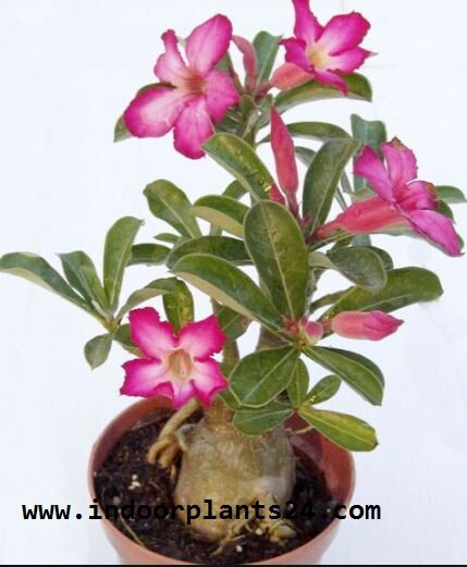 orchidaceae2bcattleya2bindoor2bplant2bimage-4173381