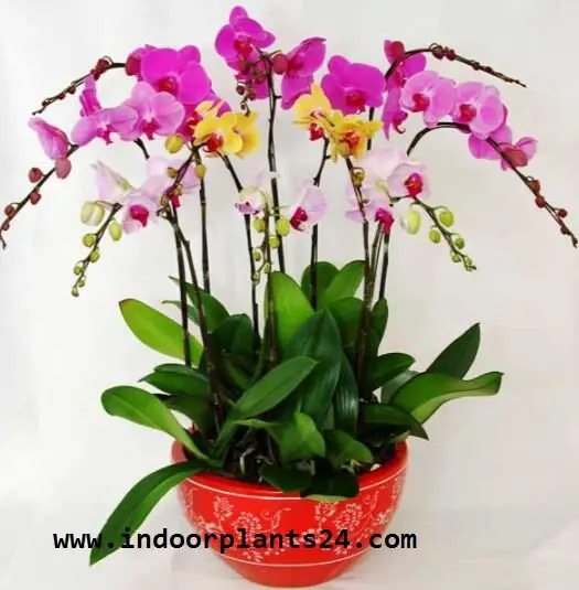 orchidaceae2bcattleya2bindoor2bplant2bpotted-3075482