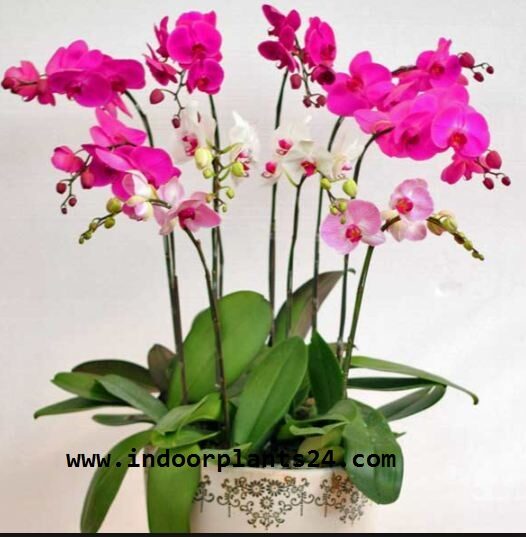 orchidaceae2bcattleya2bplant-1946628