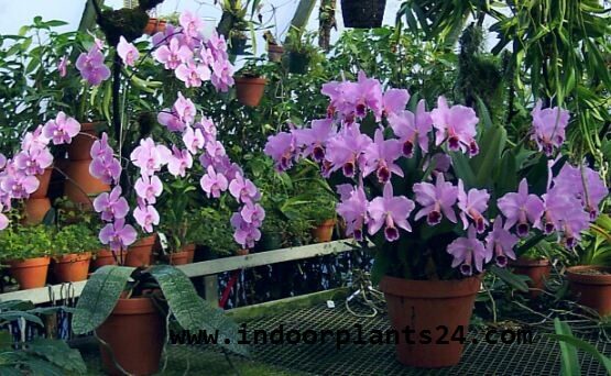 orchidaceae2bcattleya2bplant2bpictures-2419982