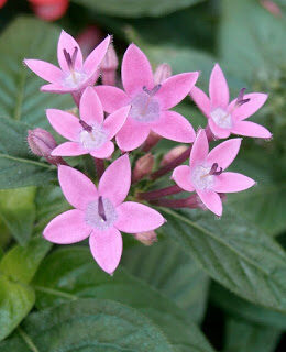 pentas2blanceolata2b2b2528syn-2bp-2bcarnea25292brubiaceae2begyptian2bstar2bcluster-1220852