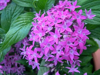 pentas2blanceolata2b2b2528syn-2bp-2bcarnea25292brubiaceae2begyptian2bstar2bcluster2bphoto-5688677