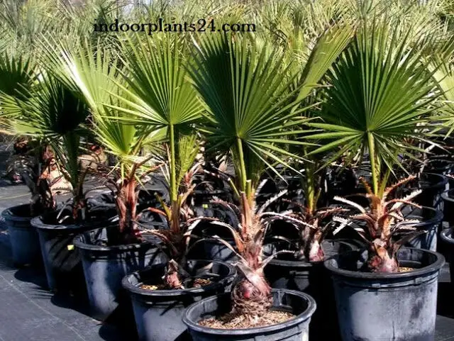 Palmae Desert fan Palm Indoor House Plant 