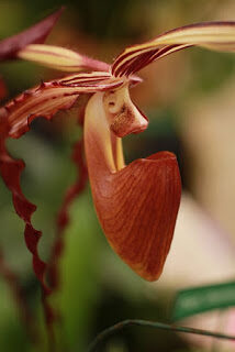 paphiopedilum2bspp-2borchidaceae2b2b2blady25e225802599sslipper2borchids-9780479