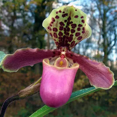 paphiopedilum_henryanum_orchi-6473264