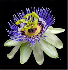 Passiflora caerulea Passifloraceae Common passion FLOWER✅ 4 passiflora2bcaerulea2b2528common2bpassion2bflower2529-7526308