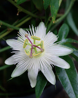 passiflora2bcaerulea2bpassifloraceae2bcommon2bpassion2bflower-8902252