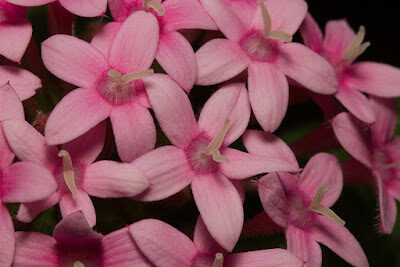 PENTAS LANCEOLATA (syn. P. CARNEA) Rubiaceae Egyptian star cluster image