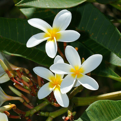 plumeria-rubra-6194011