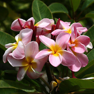 plumeria-rubra2bimage-7570896