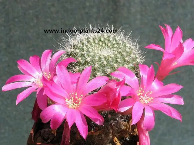 Red Crown Cactus (Rebutia minuscula) indoor plant image