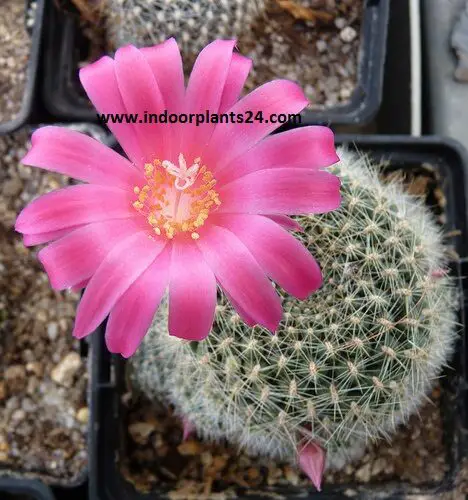 Red Crown Cactus (Rebutia minuscula) 