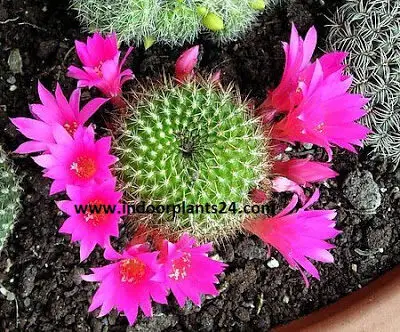 Red Crown Cactus (Rebutia minuscula) plant