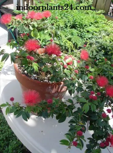 Calliandra Haematocephala (inaequilatera) Powder Puff Plant