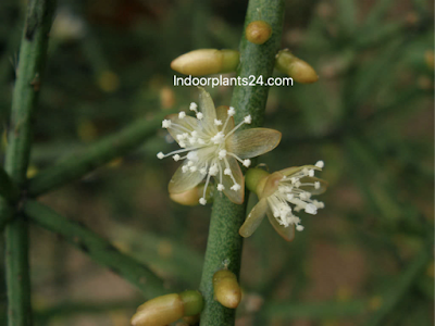 rhipsalis-baccifera-mistletoe-cactus2bflower-9867137