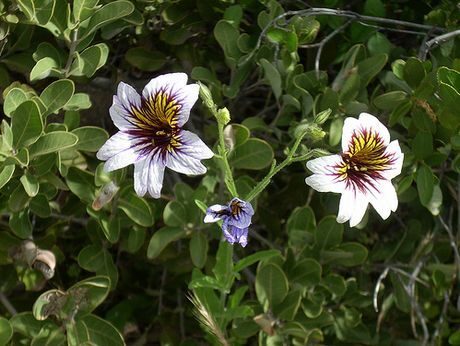 Salpiglossis sinuata Solanaceae PAINTED TONGUE pic