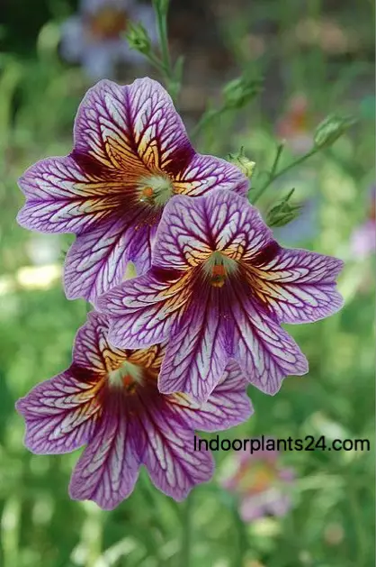 salpiglossis2bsinuata2bflower-3692110