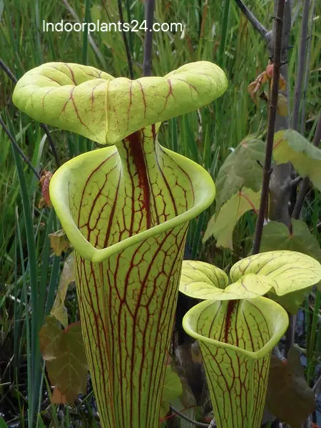 sarracenia2bflava2bsarraceniaceae2byellow2bpitcher2bplant-9127420