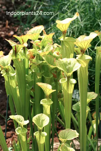 sarracenia_flava-8091298