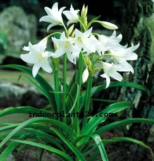 Crinumx POWELLU Amaryllidaceae Spider lily Plant