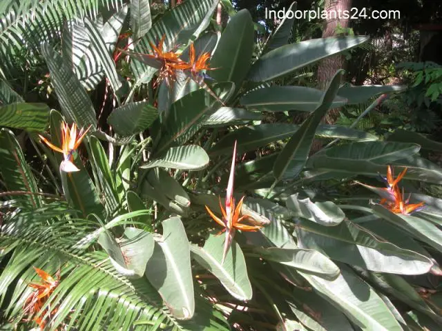 strelitzia2breginae2bplant-5403513