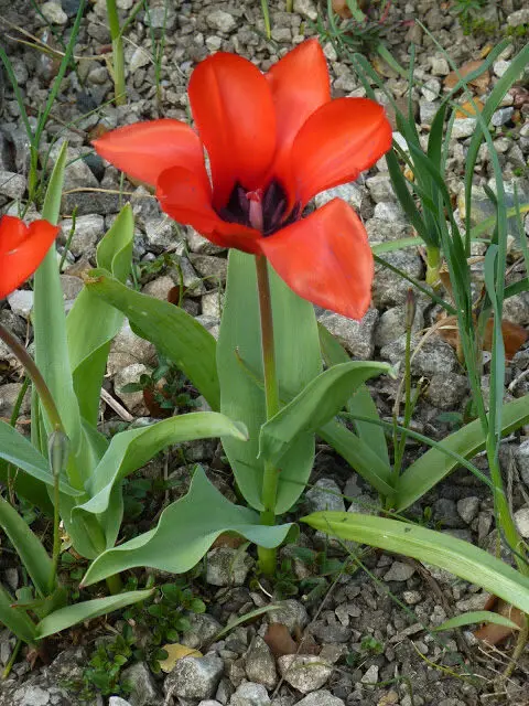 Tulipa Hybrids Liliaceae Indoor House Plant 