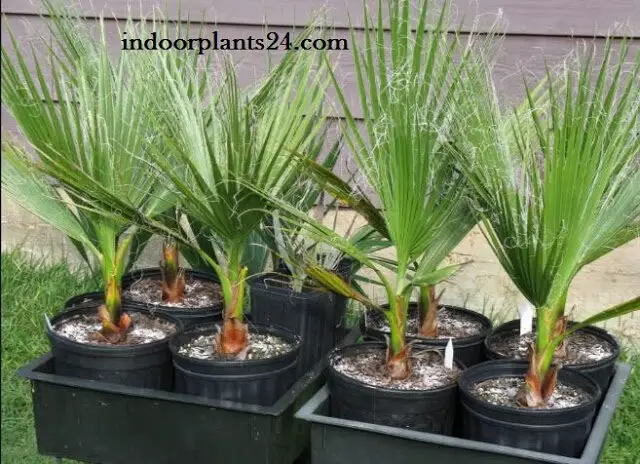 Washingtonia Filifera Palmae 