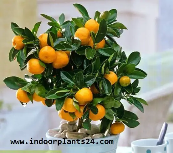 ClTROFORTUNELLA X MICROCARPUS Rutaceae CALAMONDIN INDOOR PLANT IMAGE