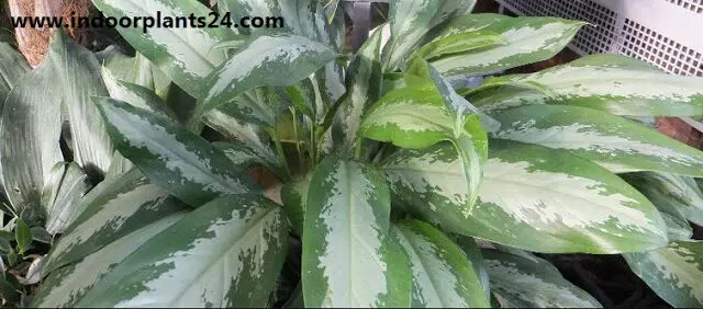 Agave americana, Century Plant, Blue Agave, American Aloe, Maguey aglaonema2bsilver2bking2bhouse2bplant-8354559