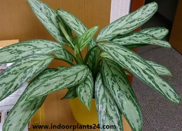 aglaonema2bsilver2bking2bplant-7157856