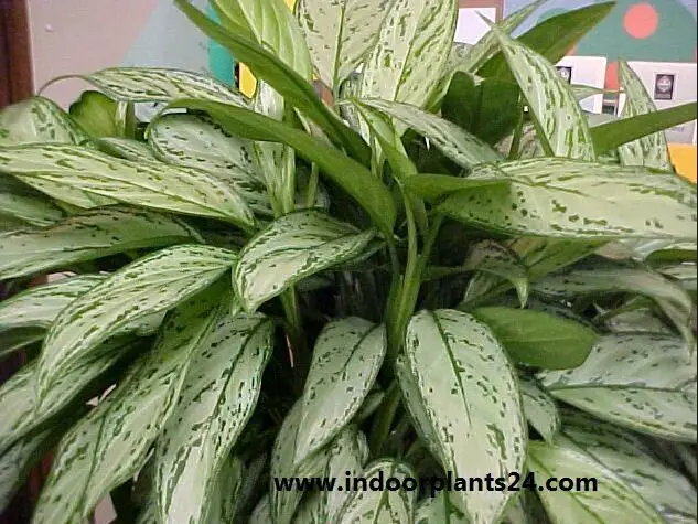 Agave americana. Agavacea aglaonema2bsilver2bking2bplants2bimage-5419015