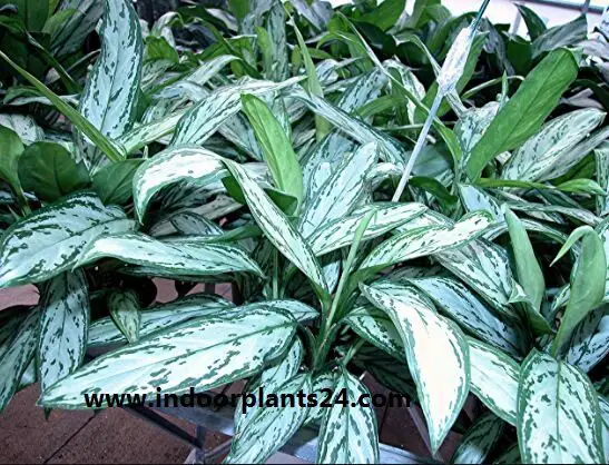 aglaonema2bsilver2bqueen-4430372