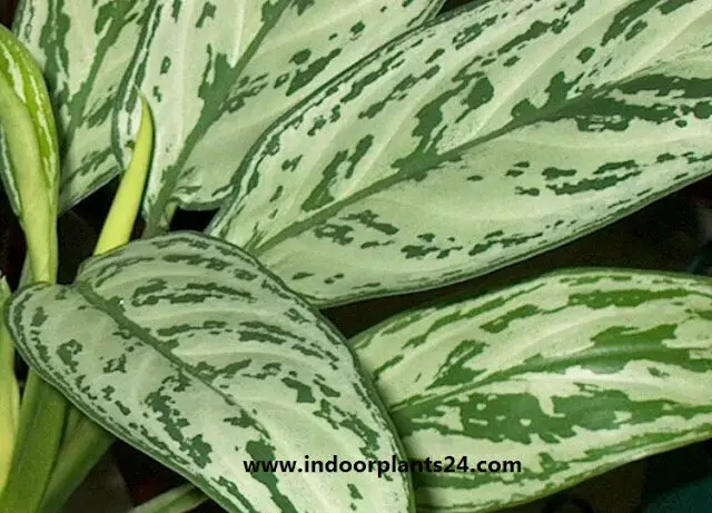 aglaonema2bsilver2bqueen2bhouse2bplant-3817189