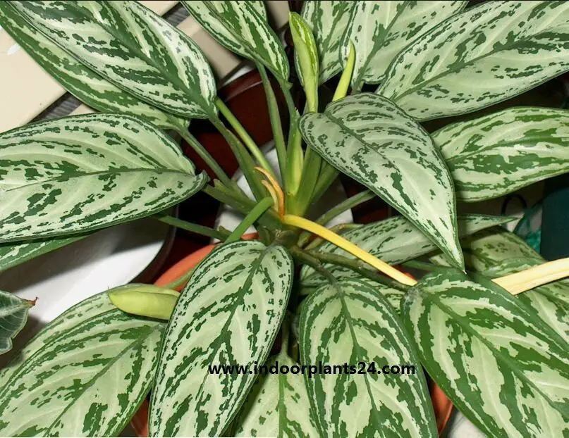 aglaonema2bsilver2bqueen2bplant-2888257