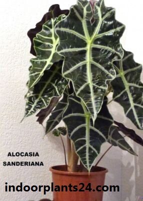 Alocasia sanderiana