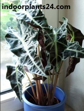 Alocasia sanderiana plant