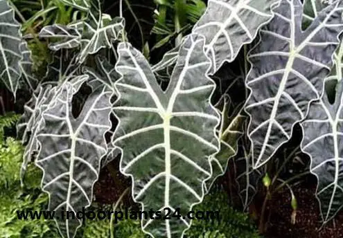 Alocasia sanderiana indoor plant