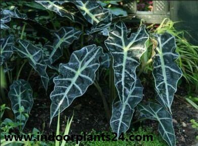 Alocasia sanderiana indoor house plant image