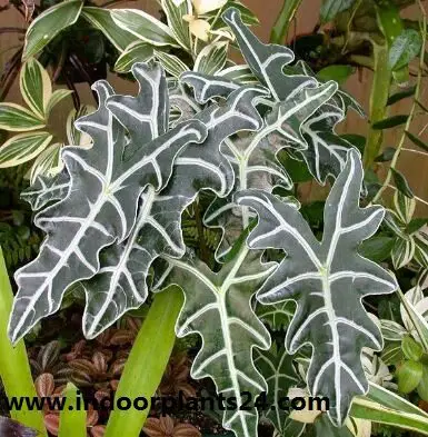 Alocasia sanderiana indoor house plant photo