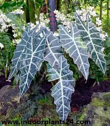 Alocasia sanderiana indoor house plant pic