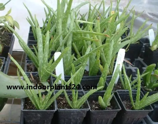 Aloe Vera Aloe barbadensis plant potted image