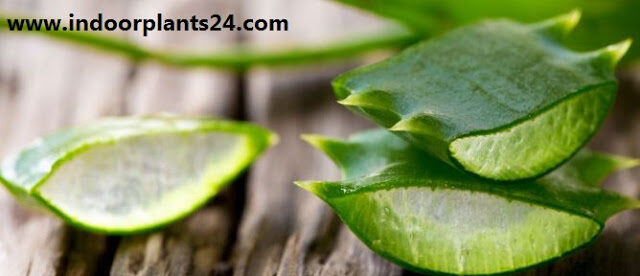 Aloe Vera Benefits & Information 