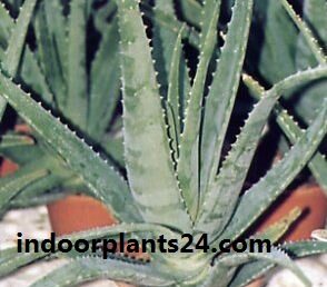 🤷PLANT🤷Aloe Barbadensis Aloe Vera Indoor Plant Benefits Care Propagation Guide 3 aloe2Bbarbadensis2Bindoor2Bplant 1745161