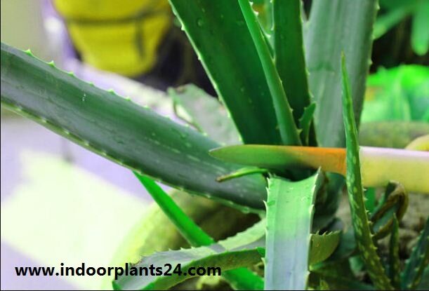 Aloe Vera Aloe barbadensis miller PLANT IMAGE