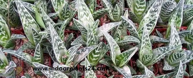 Aloe, Partridge Breast Aloe, Tiger Aloe Aloe variegata