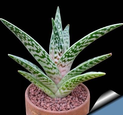 Aloe variegata indoor house plant photo potted